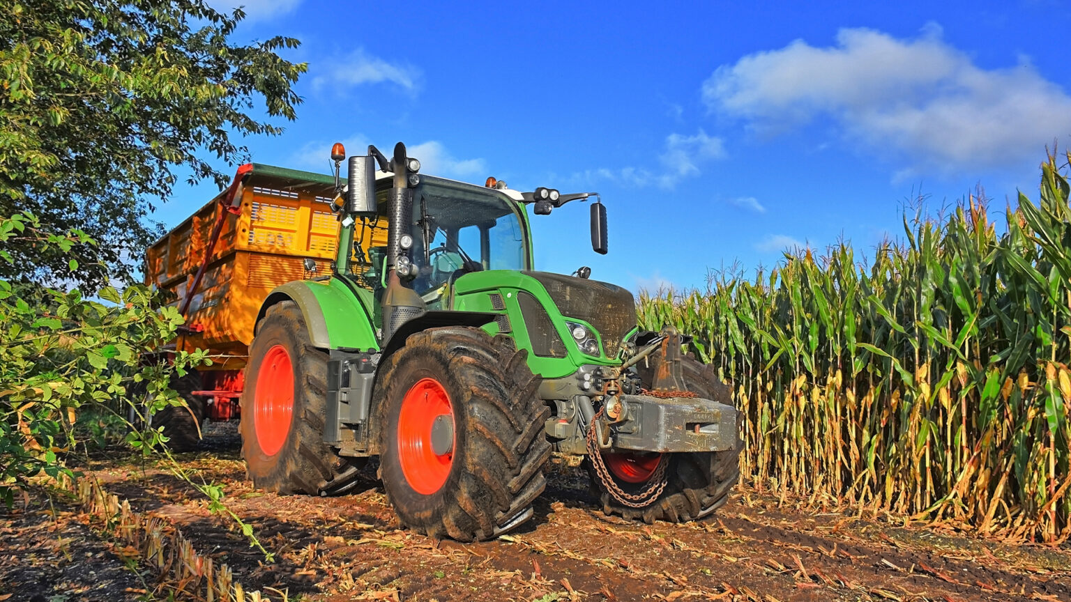 Bei der Maisernte Traktor überrollt 8 Sauen WILD UND HUND