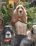 Spaniels