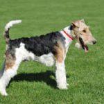 Foxterrier (Drahthaar)