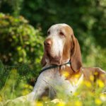 Bracco_Italiano_Stephanie_Turion_P9318