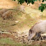Wildschweine Eichelmast1_550