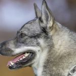 Jämthund, Grauer und Schwarzer Norwegischer Elchhund