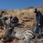 Zebrafieber – Gebirgsjagd in Namibia