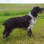 Springer-Spaniel Foto: Stefan Spaniel