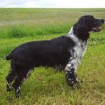 Springer-Spaniel Foto: Stefan Spaniel