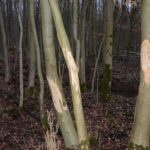 Wildschaden Buchen