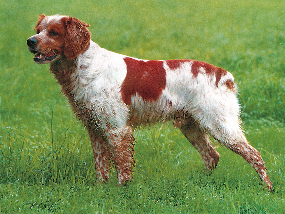 Französische Vorstehhunde WILD UND HUND