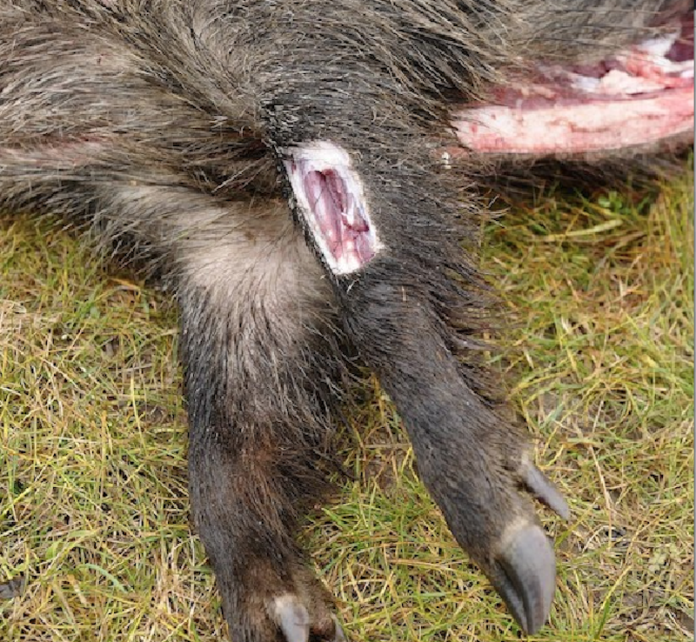 Greifswald Kosten für Trichinenbeschau gesenkt WILD UND HUND