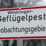 Vogelgrippe in Mecklenburg-Vorpommern