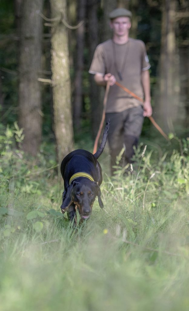 POLNISCHER LAUFHUND RASSE PORTRÄT Hund der Könige WILD UND HUND