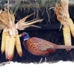 Aufm_Fasan_NaturfotoSchilling 6012013 GockelSchuette