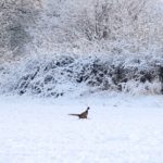 Niederwildjagd, Fasan im Schnee stolzierend, (073) K-H Volkmar, Jan. 2009