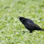 Rabenkrähe, Carrion Crow, Corvus corone