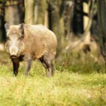 RS48923_Wildschwein im Wald 2-scr(1)