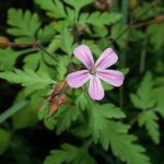 Geranium_robertianum1000