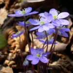 Hepatica_nobilis_flowers