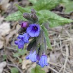 Pulmonaria_affinis