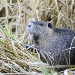 Nutria, Myocastor coypus