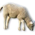 lamb-292509