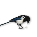 magpie-930910