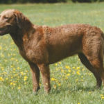 retriever_ii_19_2006-9