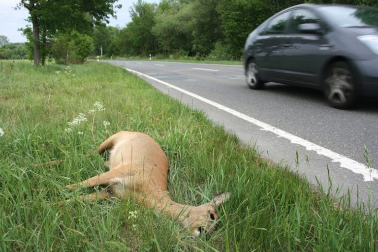 Autofahrer müssen nicht für Bergen und von Unfallwild zahlen