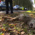 Autofahrer kollidiert mit Wolf