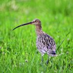 Großer Brachvogel