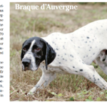 braque d auvergne