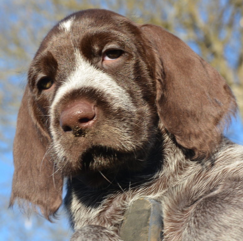 Spinone Italiano WILD UND HUND