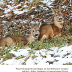 REHWILDJAGD IM WALD 7