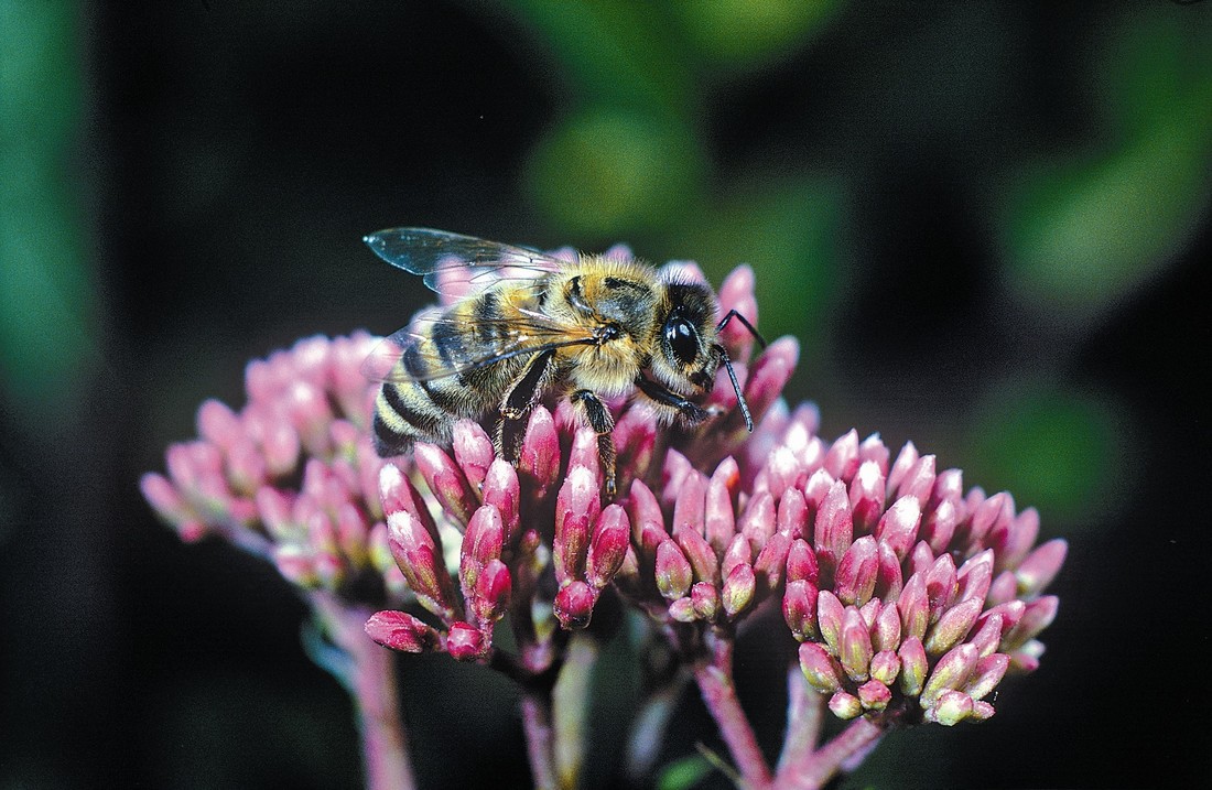 Dreiviertel unserer Hauptnahrungspflanzen müssen von Bienen bestäubt werden.