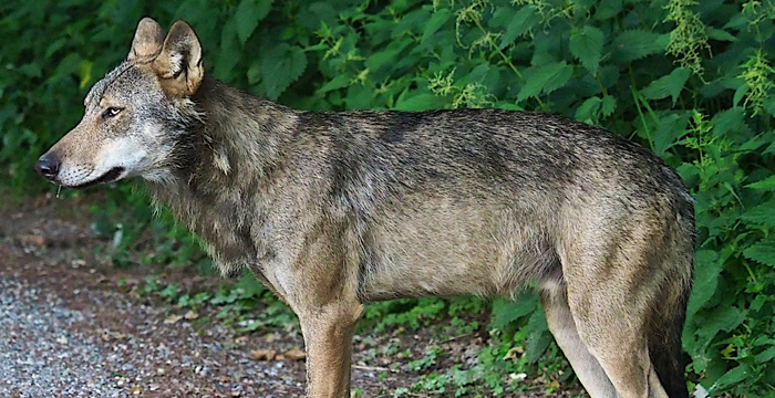 Schluchsee-Wolf wurde erschossen