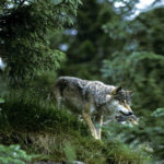 Europ‰ischer Wolf, Grauwolf
