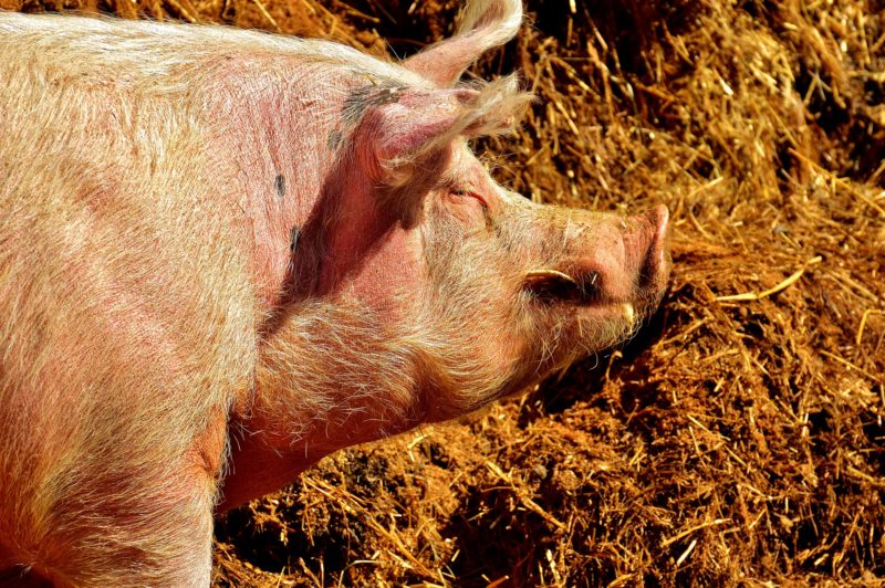 In Russland wurden 15000 Schweine gekeult