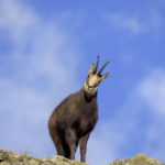 Gamsbock November Nationalpark Gran Paradiso Italien