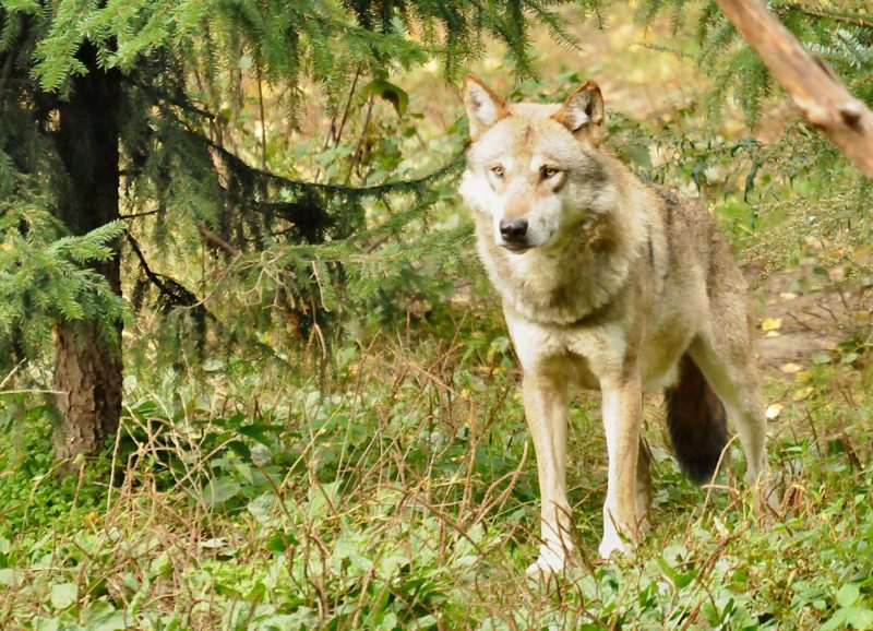 Anklage gegen Wolfswilderer im Wallis