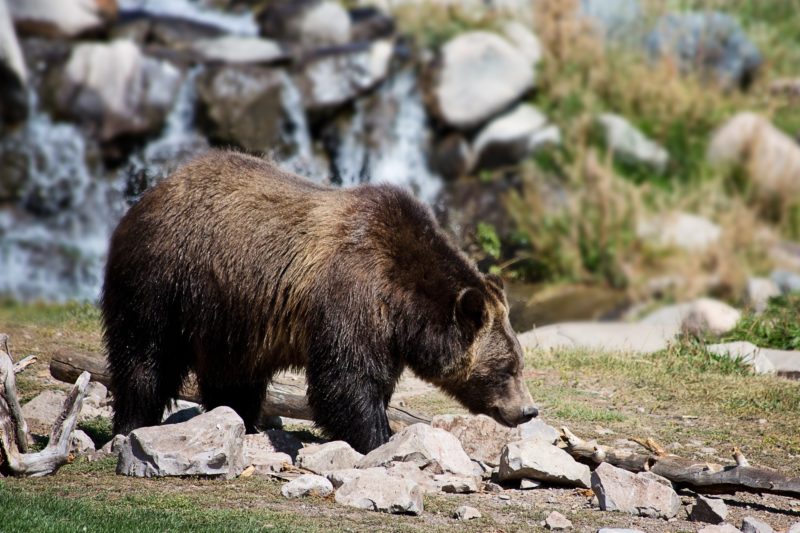 Jagdverbot auf Grizzlybären
