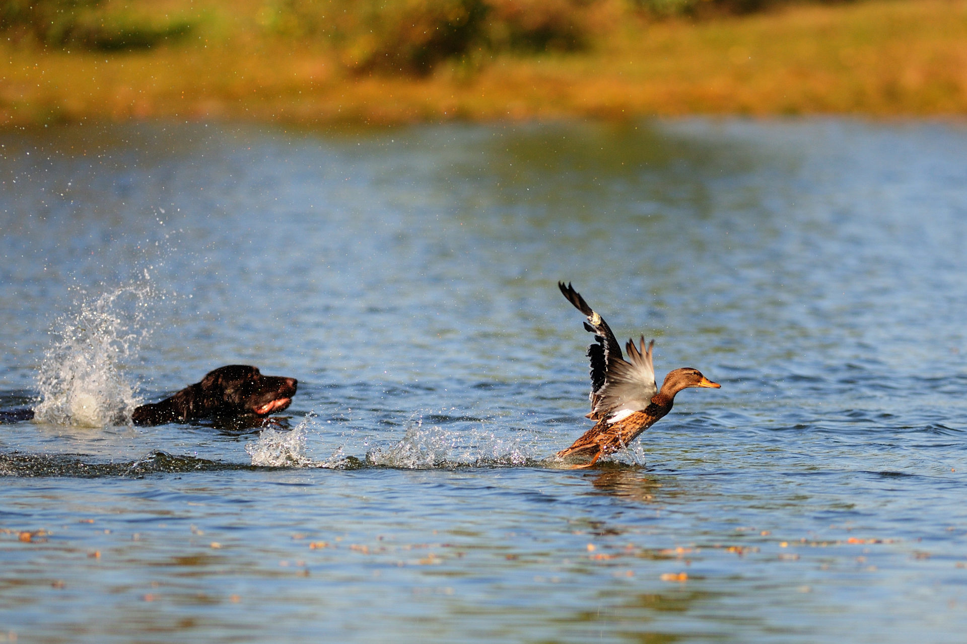 Lebende Ente Hoffnung für NRW WILD UND HUND