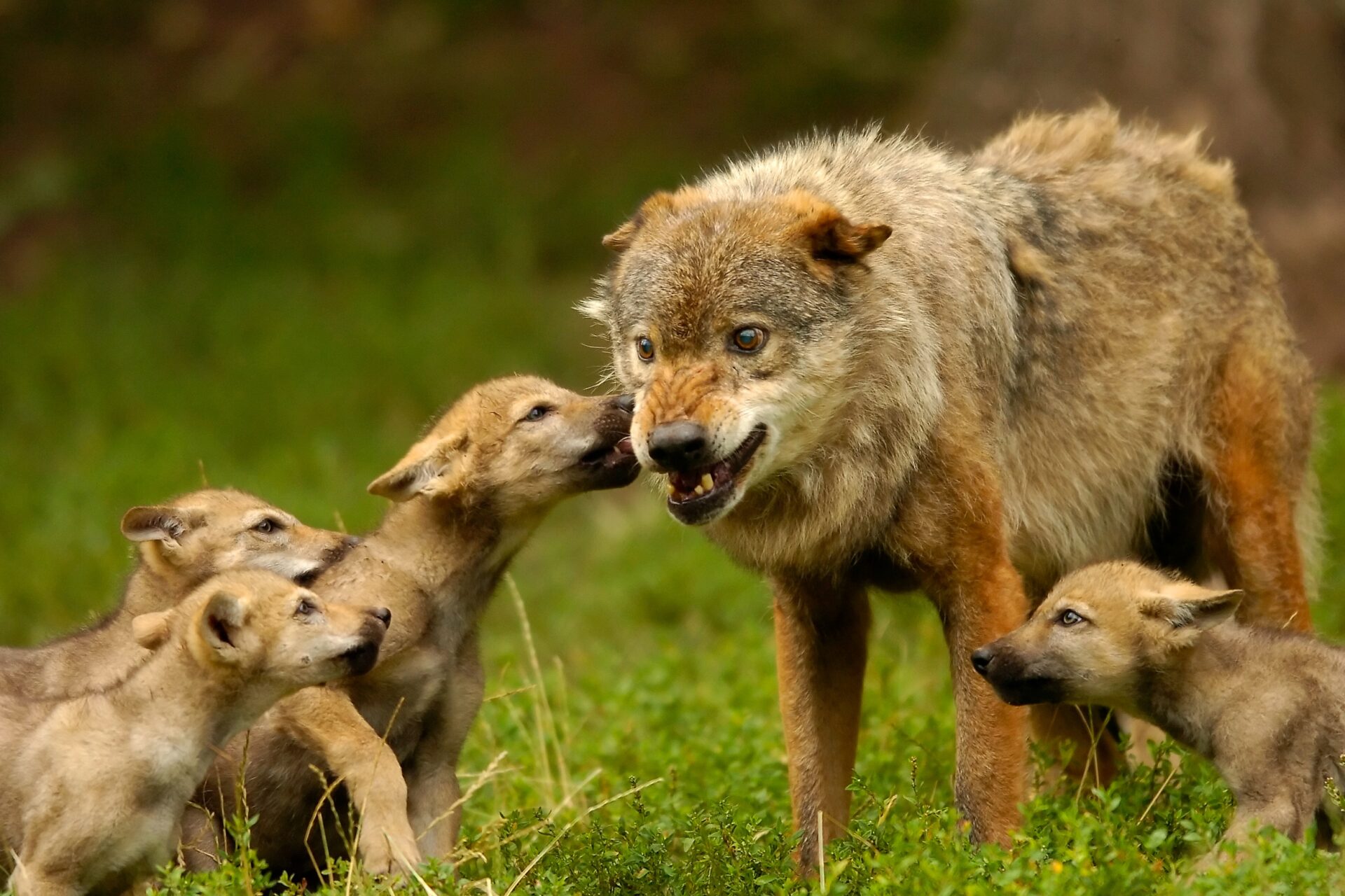 Sachsen-Anhalt: Der Wolf ist zurück im Harz - WILD UND HUND