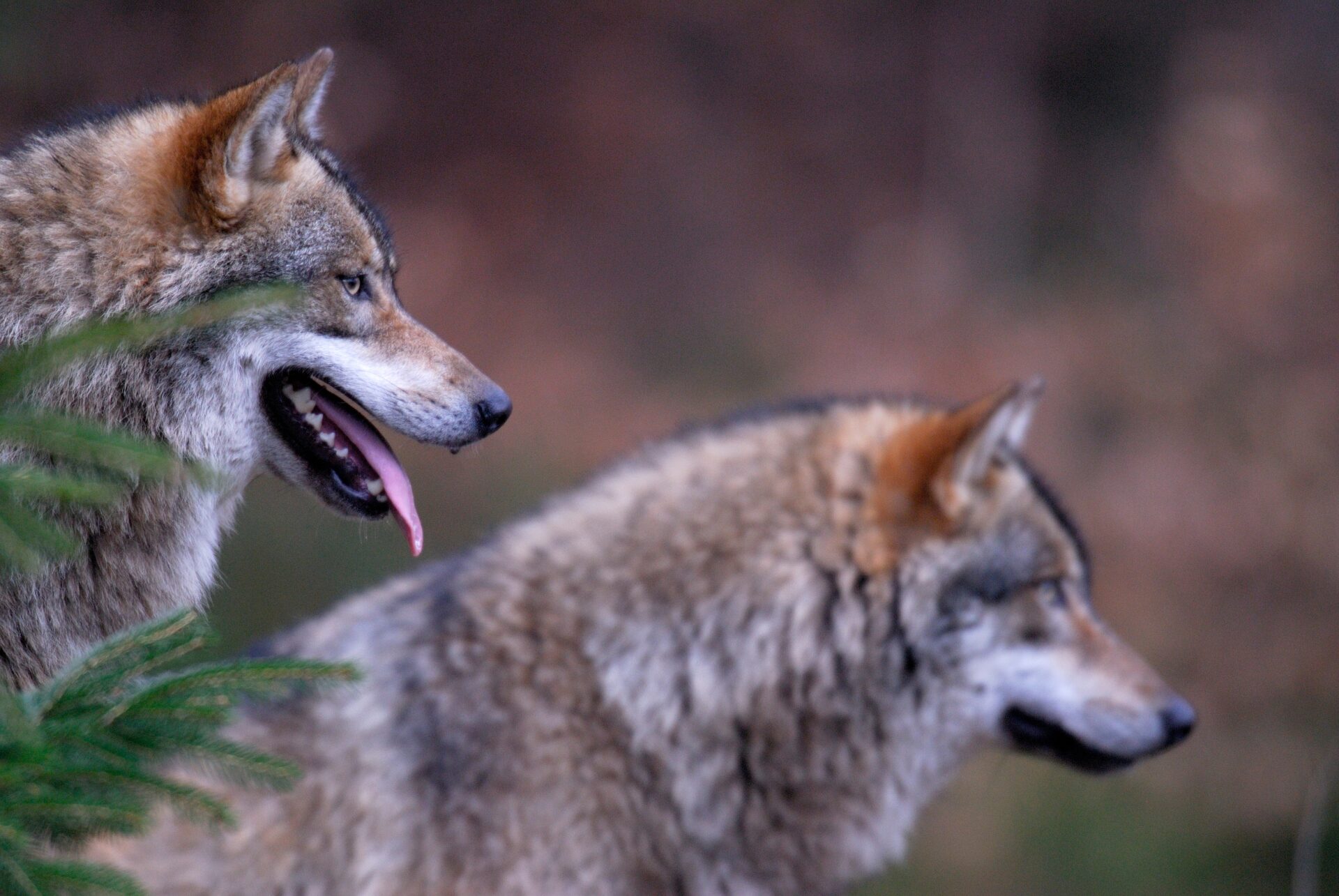 Niedersachsen: Mobbing gegen Wolfsjäger - WILD UND HUND