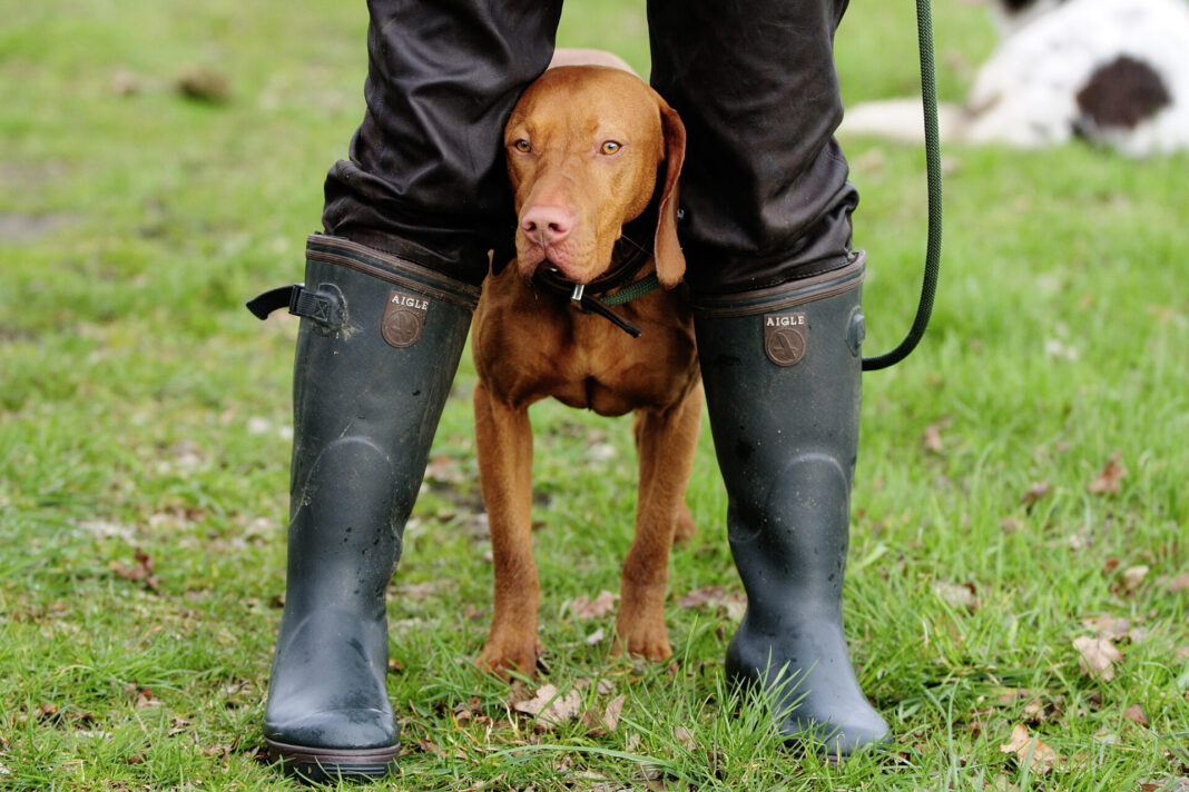 Heftvorschau 12/2019 WILD UND HUND