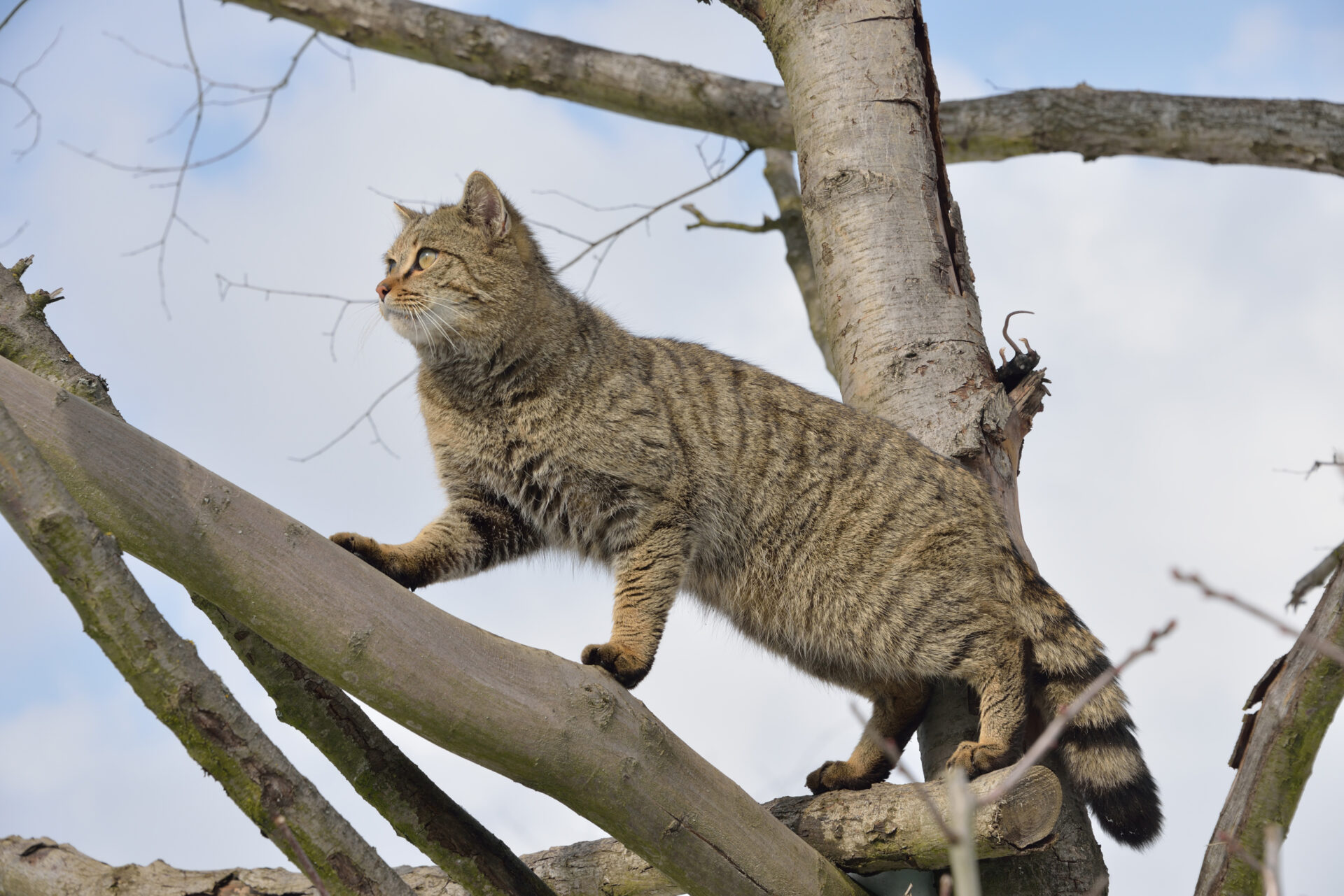 Niedersachsen: Wildkatze erobert das Flachland - WILD UND HUND