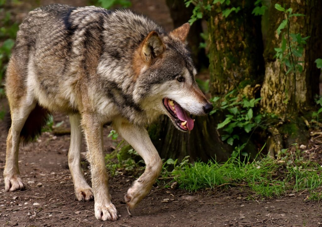 Frankreich Zahl der Wolfsabschüsse erhöht WILD UND HUND
