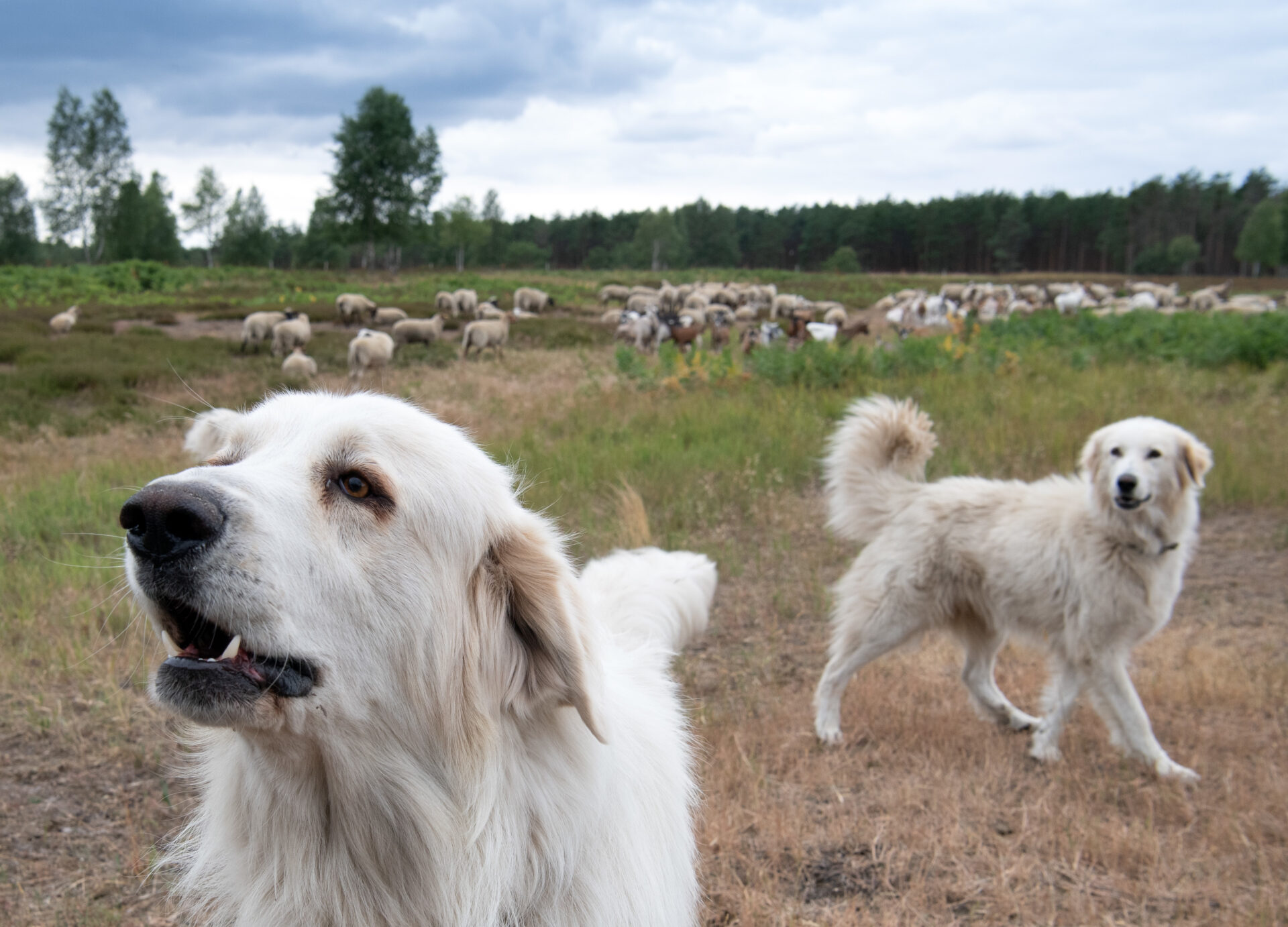 Bayern: Herdenschutzhunde reißen Wildsau - WILD UND HUND