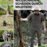 Wildschaeden_u_Schaeden_d_Wildtiere