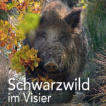 Schwarzwild_im_Visier
