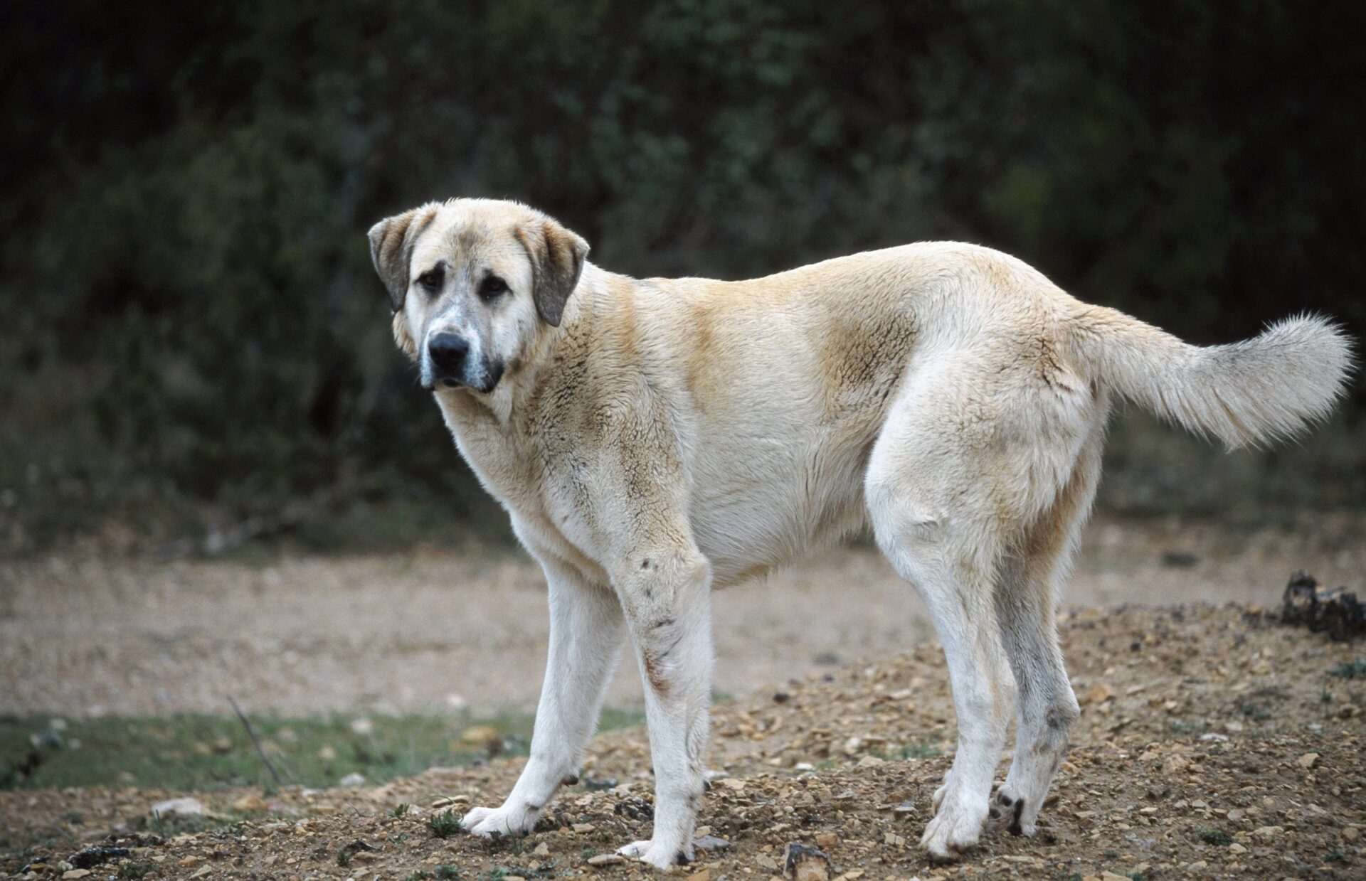 Saarland: Wildernder Hund wird von Unbekanntem erstochen - WILD UND HUND