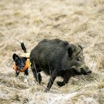 s1_Wild boar fever Sweden-10