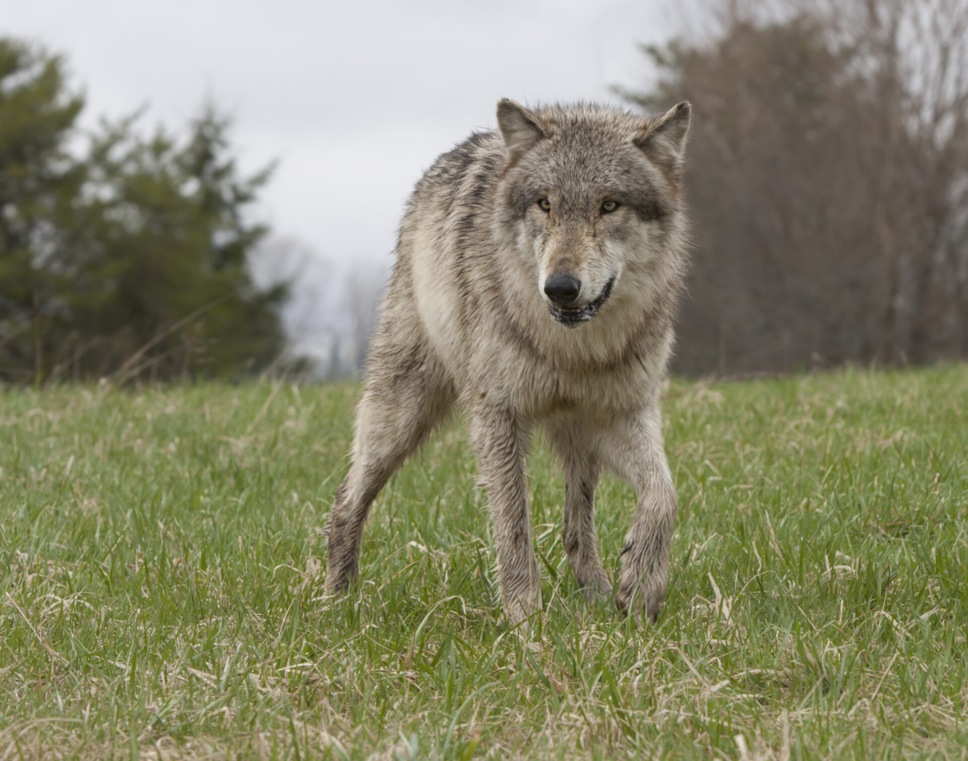 Nordrhein-Westfalen: 1. „Alpenwolf“ bestätigt - WILD UND HUND